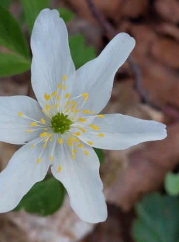 SASANKA HAJNÍ (Anemone nemorosa) FOTO: Marta Knauerová