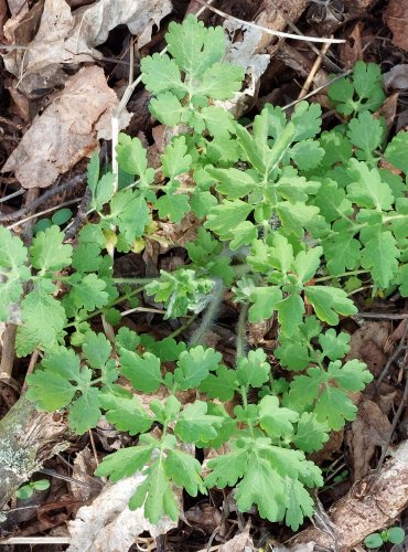 VLAŠTOVIČNÍK VĚTŠÍ (Chelidonium majus) FOTO: Marta Knauerová