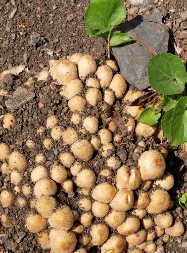 HNOJNÍK TŘPYTIVÝ (Coprinellus micaceus) – FOTO: Marta Knauerová