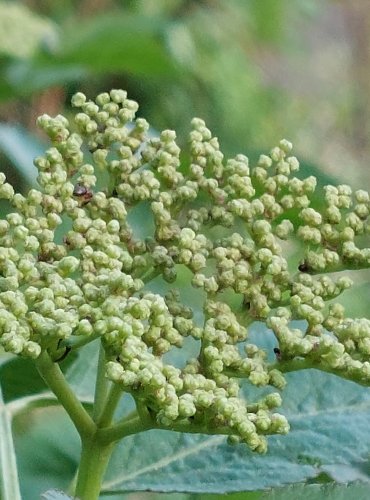 BEZ ČERNÝ (Sambucus nigra) FOTO: Marta Knauerová