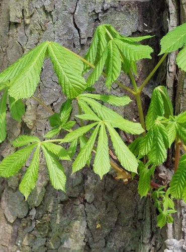 JÍROVEC MAĎAL (Aesculus hippocastanum) FOTO: Marta Knauerová