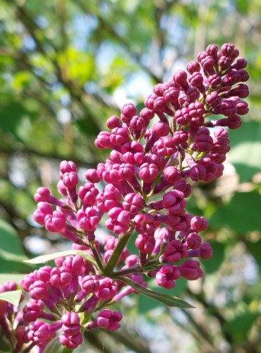 ŠEŘÍK OBECNÝ (Syringa vulgaris) FOTO: Marta Knauerová