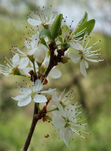 TRNKA OBECNÁ (Prunus spinoza) FOTO: Marta Knauerová