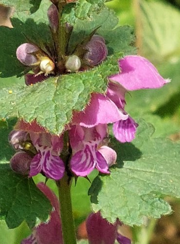 HLUCHAVKA NACHOVÁ (Lamium purpureum) FOTO: Marta Knauerová