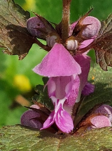 HLUCHAVKA NACHOVÁ (Lamium purpureum) FOTO: Marta Knauerová