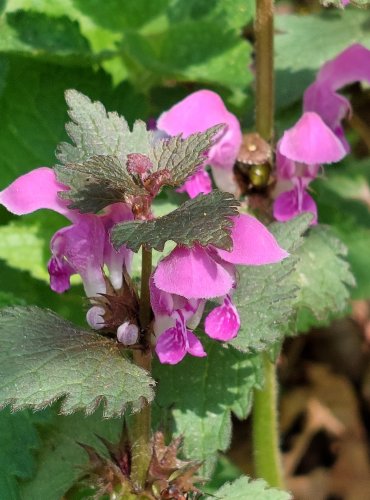 HLUCHAVKA NACHOVÁ (Lamium purpureum) FOTO: Marta Knauerová