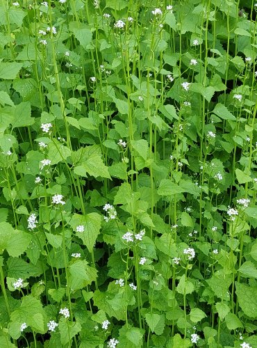 ČESNÁČEK LÉKAŘSKÝ (Alliaria petiolata) FOTO: Marta Knauerová