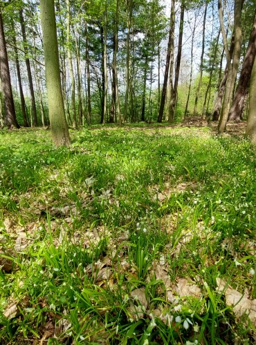 ČESNEK PODIVNÝ (Allium paradoxum) SOUVISLÝ POROST – FOTO: Marta Knauerová