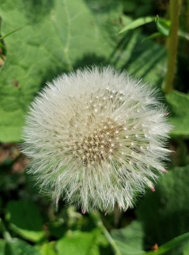 PAMPELIŠKA LÉKAŘSKÁ (Taraxacum officinale) ZRALÉ PLODENSTVÍ – FOTO: Marta Knauerová
