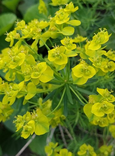 PRYŠEC CHVOJKA (Euphorbia cyparissias) FOTO: Marta Knauerová