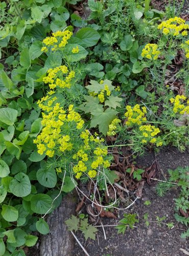 PRYŠEC CHVOJKA (Euphorbia cyparissias) FOTO: Marta Knauerová