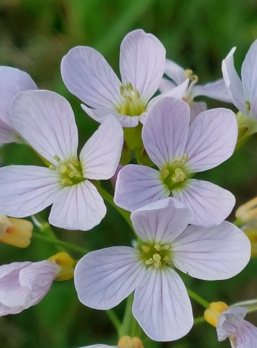 ŘEŘIŠNICE LUČNÍ (Cardamine pratensis) FOTO: Marta Knauerová