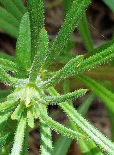 SVÍZEL PŘÍTULA (Galium aparine) FOTO: Marta Knauerová