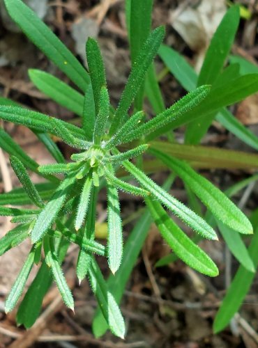 SVÍZEL PŘÍTULA (Galium aparine) FOTO: Marta Knauerová