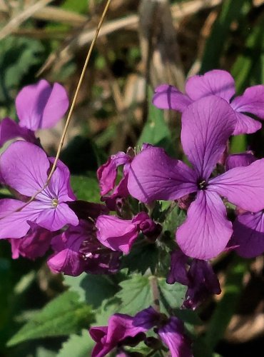 VEČERNICE VONNÁ (Hesperis matronalis)  FOTO: Marta Knauerová