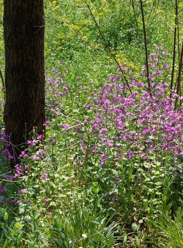 VEČERNICE VONNÁ (Hesperis matronalis)  FOTO: Marta Knauerová