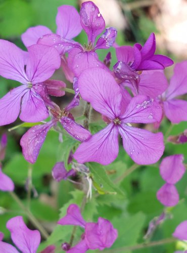 VEČERNICE VONNÁ (Hesperis matronalis)  FOTO: Marta Knauerová