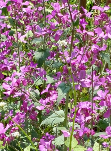 VEČERNICE VONNÁ (Hesperis matronalis)  FOTO: Marta Knauerová