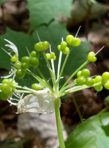 ČESNEK MEDVĚDÍ (Allium ursinum) FOTO: Marta Knauerová