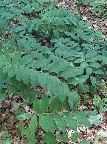 KOKOŘÍK MNOHOKVĚTÝ (Polygonatum multiflorum) FOTO: Marta Knauerová