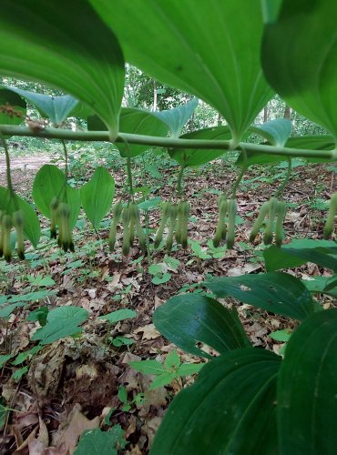 KOKOŘÍK MNOHOKVĚTÝ (Polygonatum multiflorum) FOTO: Marta Knauerová