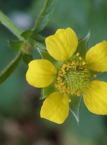 KUKLÍK MĚSTSKÝ (Geum urbanum) FOTO: Marta Knauerová