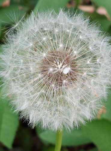 PAMPELIŠKA LÉKAŘSKÁ (Taraxacum officinale) ZRALÉ PLODENSTVÍ – FOTO: Marta Knauerová