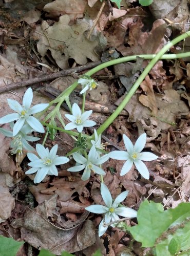 SNĚDEK CHOCHOLIČNATÝ (Ornithogalum umbellatum) FOTO: Marta Knauerová