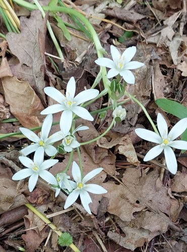 SNĚDEK CHOCHOLIČNATÝ (Ornithogalum umbellatum) FOTO: Marta Knauerová