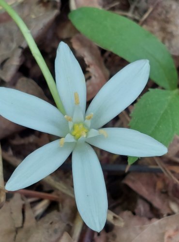 SNĚDEK CHOCHOLIČNATÝ (Ornithogalum umbellatum) FOTO: Marta Knauerová