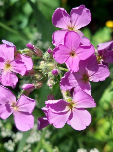 VEČERNICE VONNÁ (Hesperis matronalis)  FOTO: Marta Knauerová