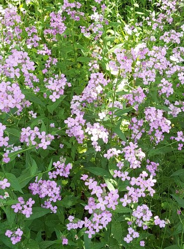 VEČERNICE VONNÁ (Hesperis matronalis)  FOTO: Marta Knauerová