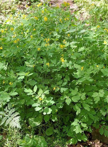 VLAŠTOVIČNÍK VĚTŠÍ (Chelidonium majus) FOTO: Marta Knauerová