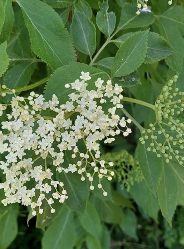 BEZ ČERNÝ (Sambucus nigra) FOTO: Marta Knauerová