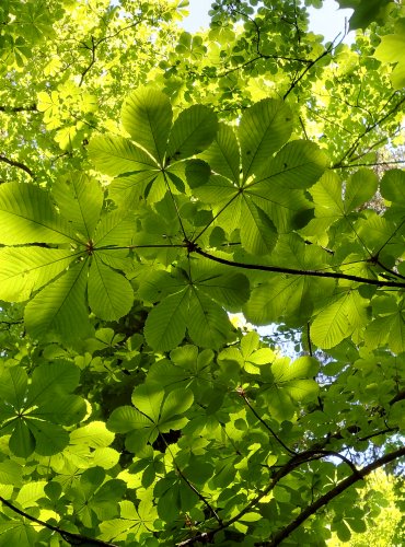 JÍROVEC MAĎAL (Aesculus hippocastanum) FOTO: Marta Knauerová