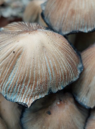 HNOJNÍK TŘPYTIVÝ (Coprinellus micaceus) FOTO: Marta Knauerová