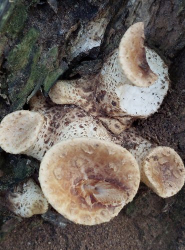 CHOROŠ ŠUPINATÝ (Polyporus squamosus) FOTO: Marta Knauerová