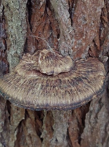 SÍŤKOVEC NAČERVENALÝ (Daedaleopsis confragosa) FOTO: Marta Knauerová