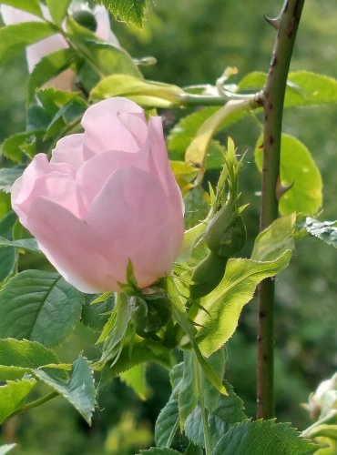 RŮŽE ŠÍPKOVÁ (Rosa canina) FOTO: Marta Knauerová