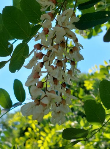 TRNOVNÍK AKÁT (Robinia psudoacacia) FOTO: Marta Knauerová