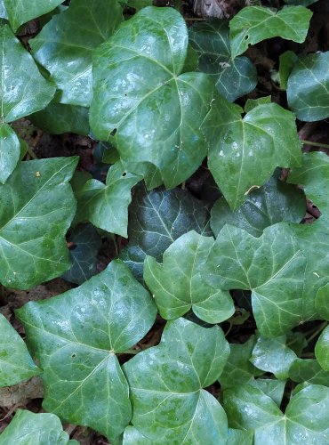 BŘEČŤAN POPÍNAVÝ (Hedera helix) FOTO: Marta Knauerová