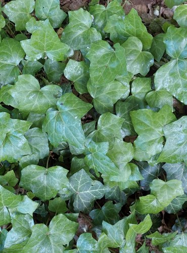 BŘEČŤAN POPÍNAVÝ (Hedera helix) FOTO: Marta Knauerová