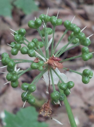 ČESNEK MEDVĚDÍ (Allium ursinum) FOTO: Marta Knauerová