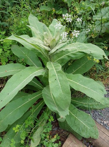 DIVIZNA MALOKVĚTÁ (Verbascum thapsus) FOTO: Marta Knauerová