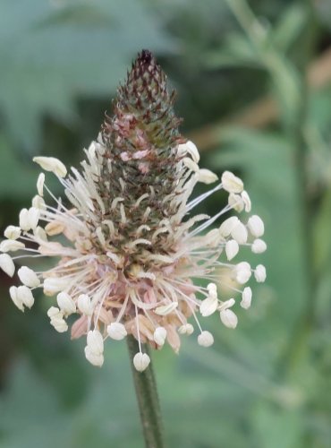 JITROCEL KOPINATÝ (Plantago lanceolata) FOTO: Marta Knauerová