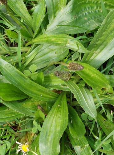 JITROCEL KOPINATÝ (Plantago lanceolata) FOTO: Marta Knauerová