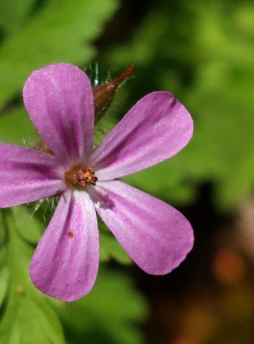 KAKOST SMRDUTÝ (Geranium robertianum) FOTO: Marta Knauerová