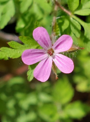 KAKOST SMRDUTÝ (Geranium robertianum) FOTO: Marta Knauerová