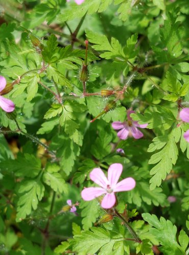 KAKOST SMRDUTÝ (Geranium robertianum) FOTO: Marta Knauerová