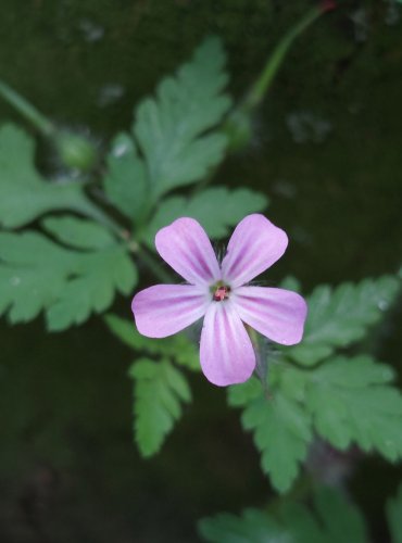 KAKOST SMRDUTÝ (Geranium robertianum) FOTO: Marta Knauerová